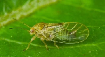 Opatření k boji proti zubnímu kameni na hrušce a způsoby léčby onemocnění